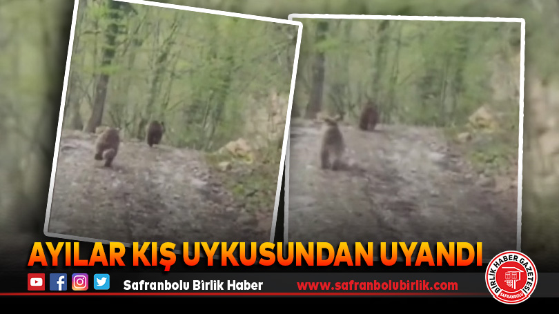 Ayılar Kış Uykusundan Uyandı