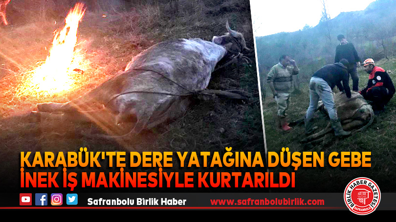 Karabük’te dere yatağına düşen gebe inek iş makinesiyle kurtarıldı