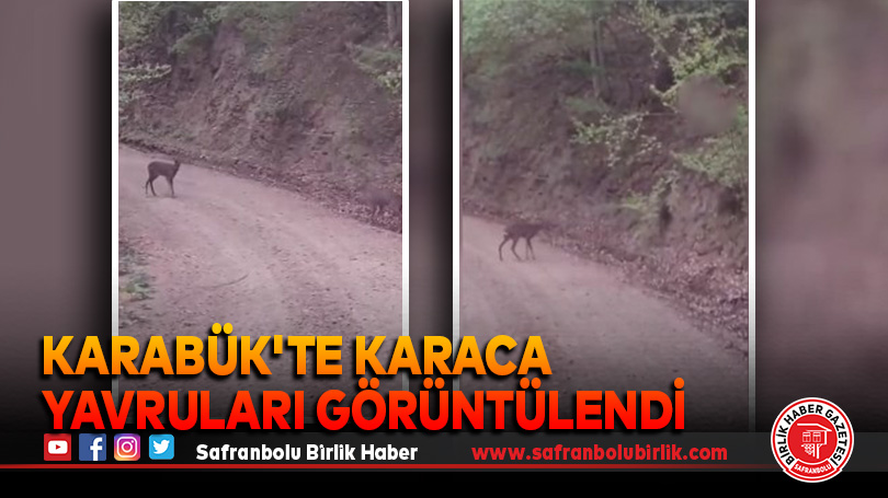 Karabük’te karaca yavruları görüntülendi