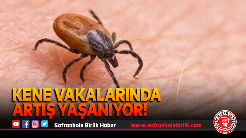 Kene vakalarında artış yaşanıyor!