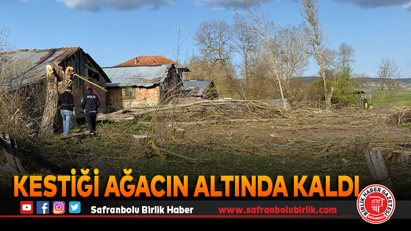 Kestiği ağacın altında kaldı