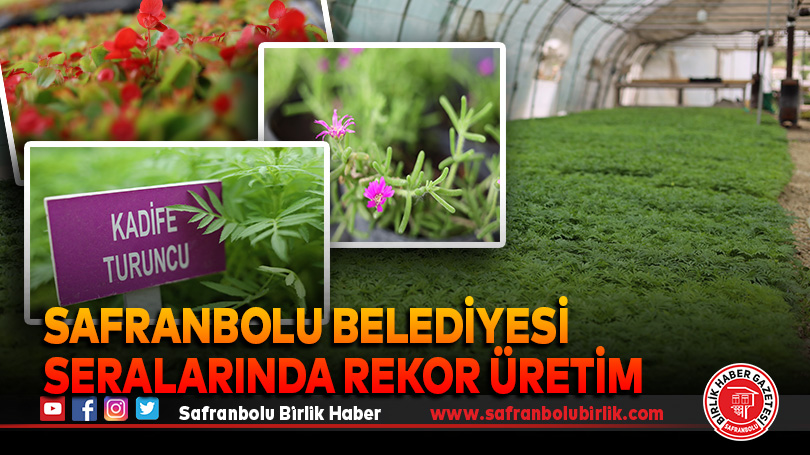 Safranbolu Belediyesi seralarında rekor üretim