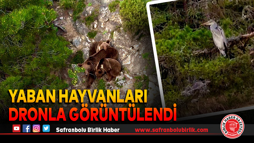 Yaban hayvanları dronla görüntülendi