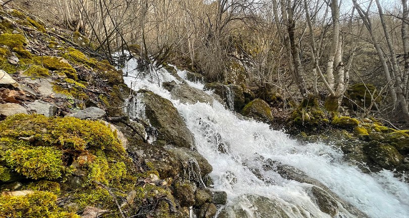 Baharda çıkıp yazın kayboluyorlar