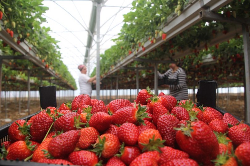 Topraksız tarım ile Yıllık kazanç hedefleri 5 milyon TL