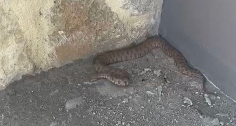 2 metrelik engerek yılanı görüntülendi