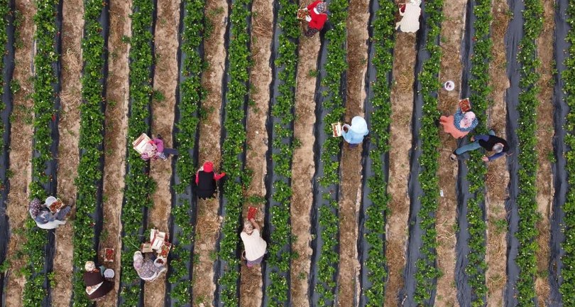 Çilekte açıkta hasat zamanı