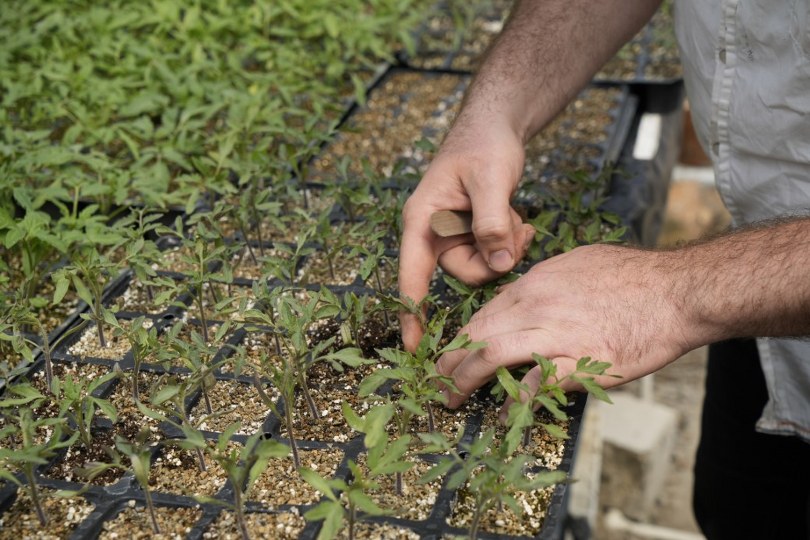 100 yıllık tohumlarla ‘Osmanlı domatesi’ fidesi üretiyor