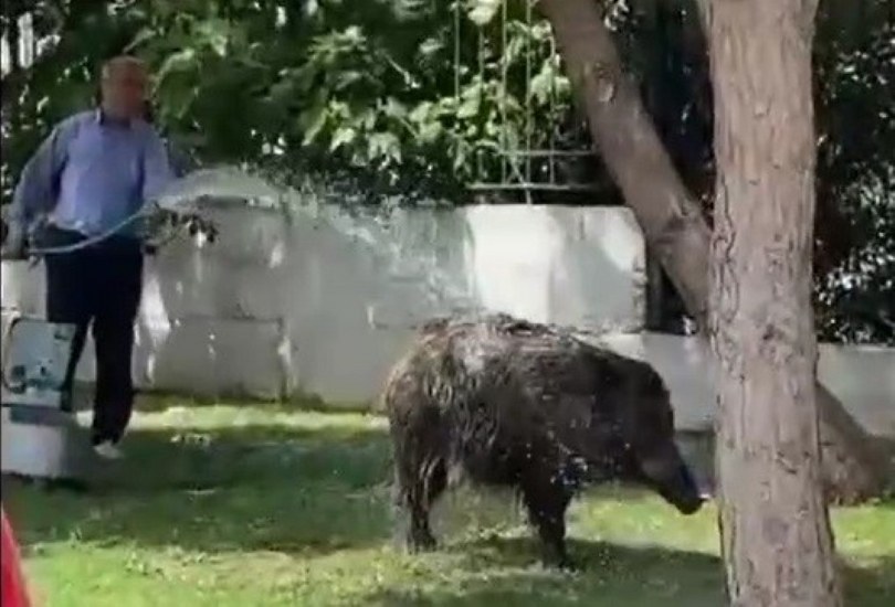 Şehre inen domuz sürüsünü hortumla böyle serinletti