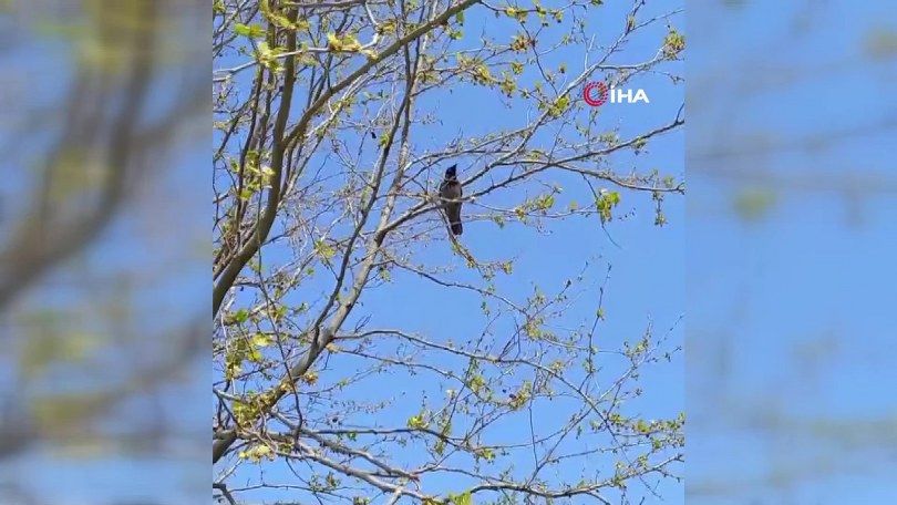 Karganın çıkardığı “Allah-u Ekber” sesi dikkat çekti