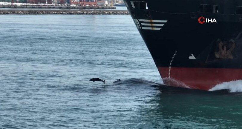 Yunusların gemiyle yarışı