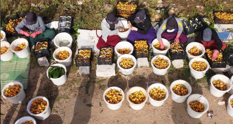 Sıcaklar etkiledi yenidünyada hasat erken başladı: Fiyatı üreticisini sevindirdi