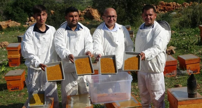 Sağlık açısında altın değerindeki polende hasat başladı