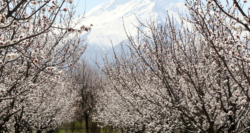 Çiçek açan ağaçların görselliği mest etti