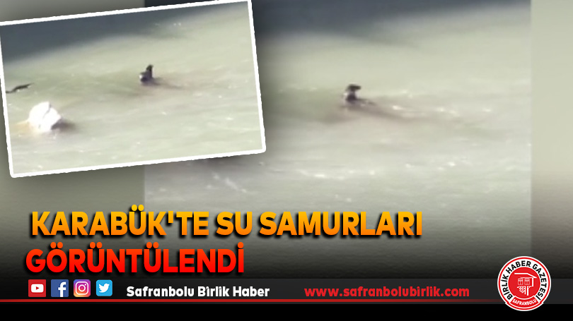 Karabük’te su samurları görüntülendi