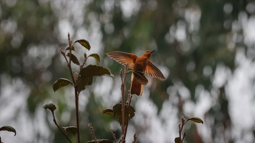 Bilim insanları, kuşların yüzde 92’sini temsil eden kapsamlı soyağacı oluşturdu