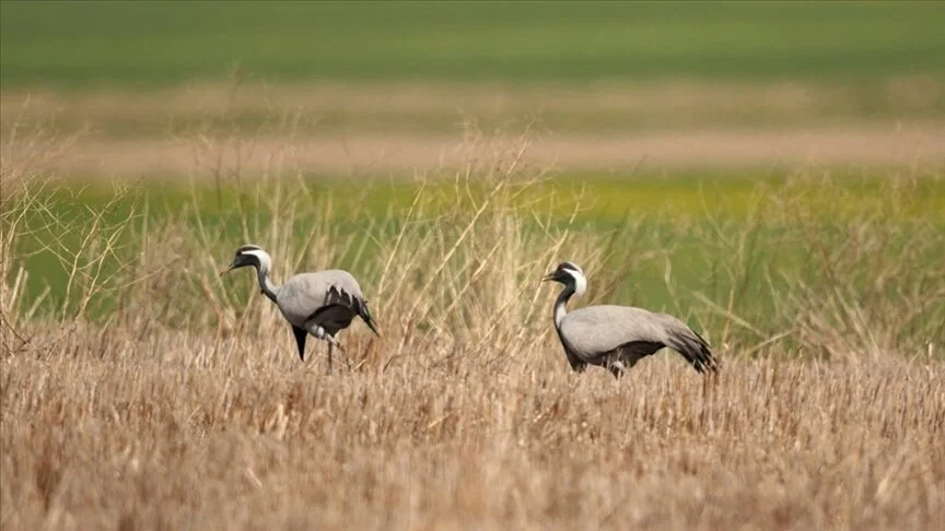 Türkülere konu olan telli turnalar Amasya’da görüldü