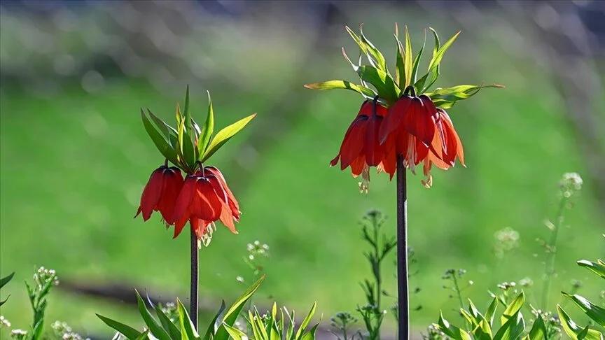Van’da açan ters laleler doğayı süsledi