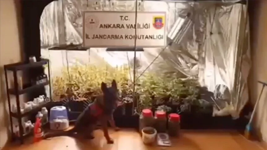 “Narkoçelik-13” operasyonlarında 194 şüpheli yakalandı