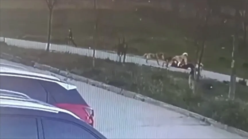 Sahipsiz köpeklerin saldırdığı kişi yaralandı