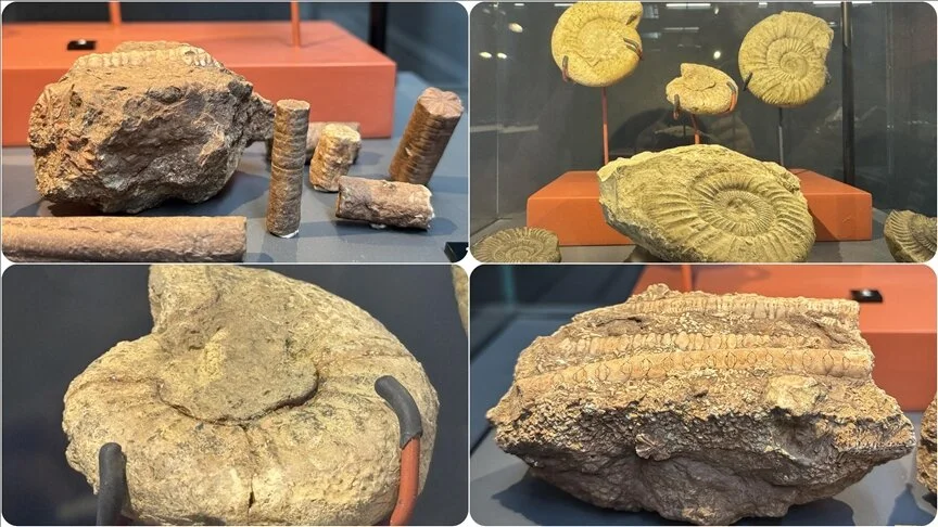 545 milyon yıllık deniz lalesi fosili Samsun Müzesi’nde sergileniyor