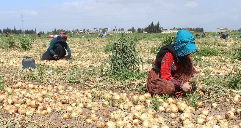 Amik Ovası’nda sıcak havada zorlu hasat