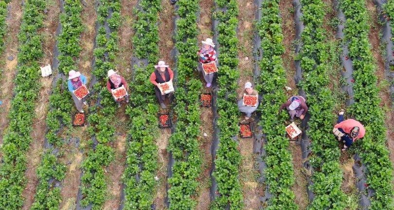 Enkaz kentte yüz güldüren çilek hasadı