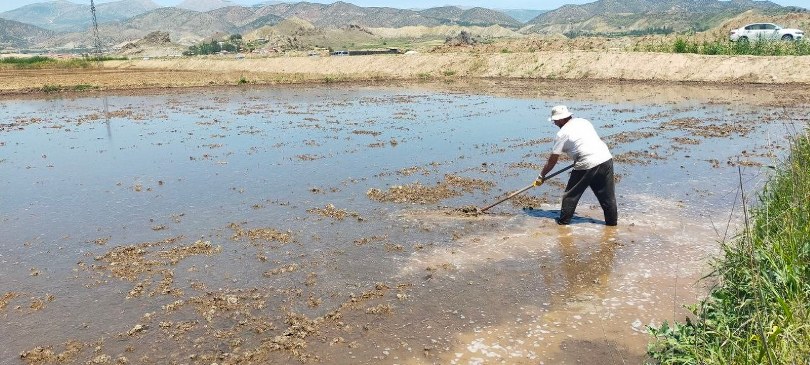 ’Beyaz altın’ın sofralara uzanan yolculuğu başladı