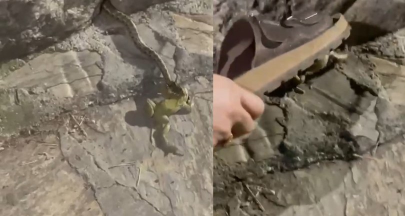 Anne terliğiyle yılanı ekmeğinden ettiler