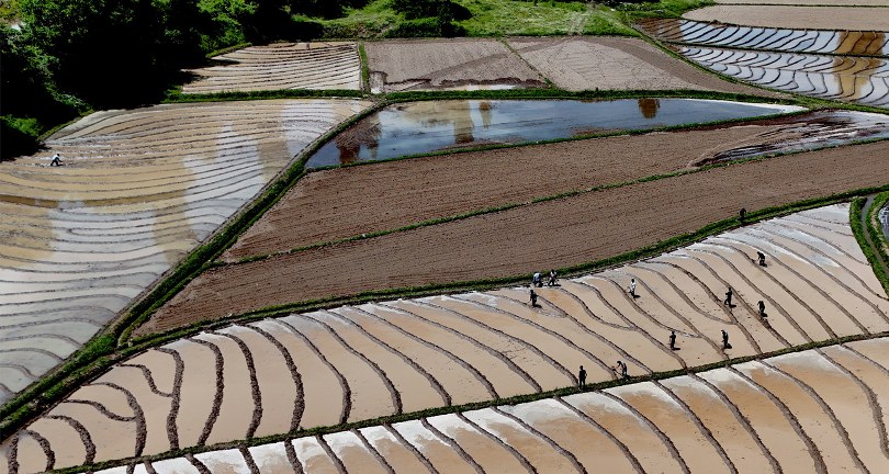 İmece usulü çeltik ekimi başladı