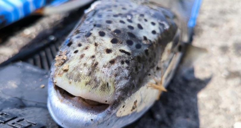 Amatör balıkçı, zıpkınla yaklaşık 6 kiloluk balon balığı avladı