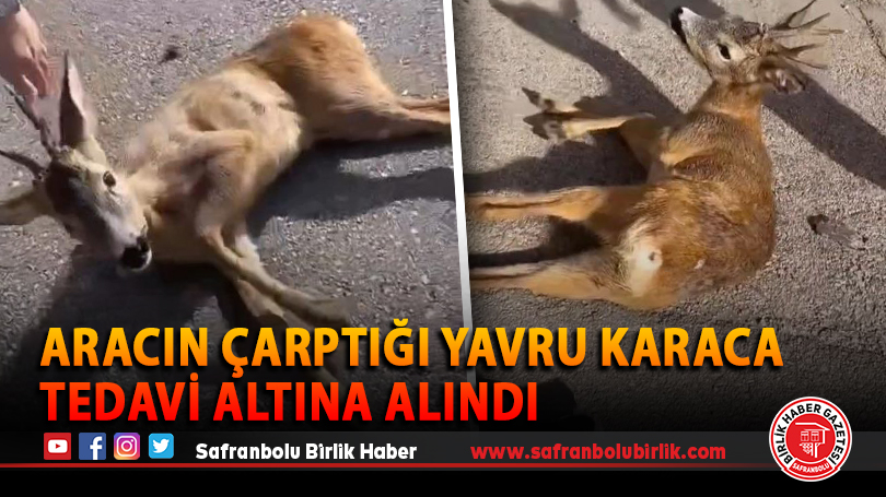 Aracın çarptığı yavru karaca tedavi altına alındı
