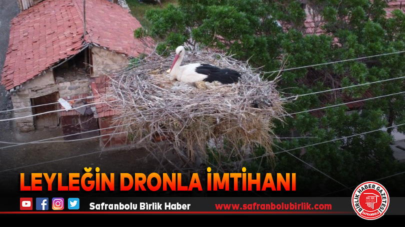 Dronu gören leylek yumurtalarını saklamaya çalıştı