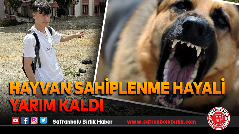 Hayvan sahiplenme hayali yarım kaldı