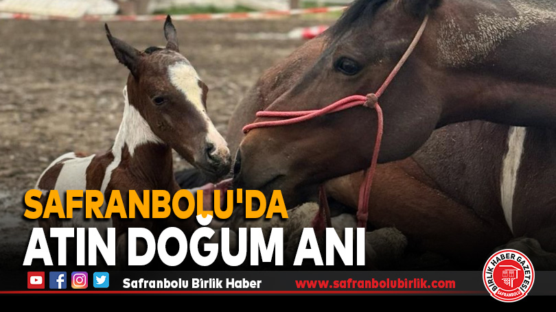 Safranbolu’da Atın doğum anı