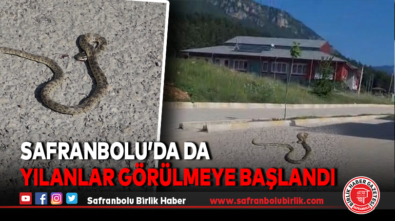 Safranbolu’da da yılanlar görülmeye başlandı
