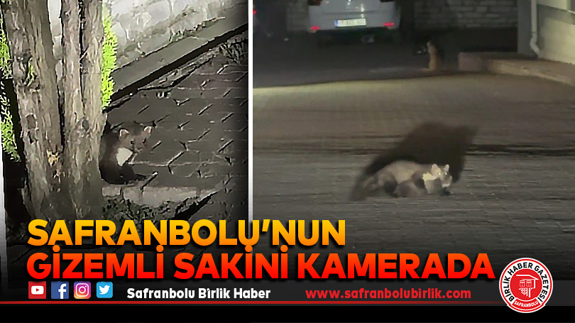Safranbolu’nun gizemli misafiri görüntülendi