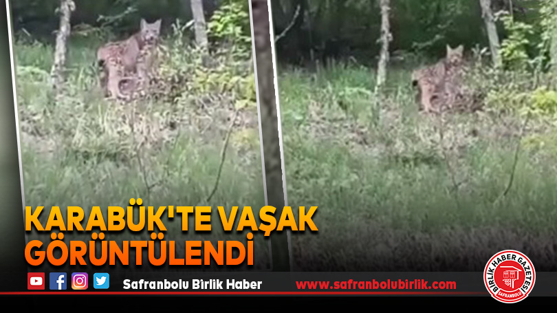 Karabük’te vaşak görüntülendi