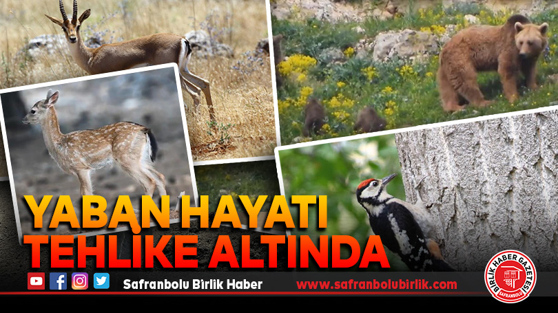 Yaban hayatı tehlike altında