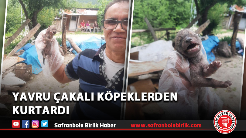 Yavru çakalı köpeklerden kurtardı
