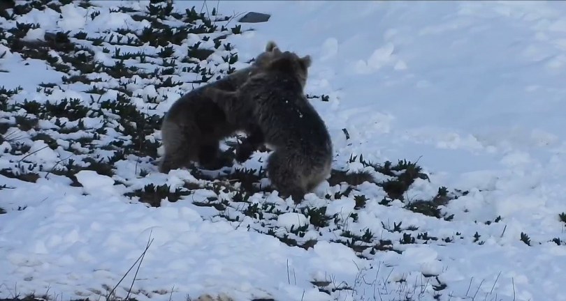 Boz ayıların kar eğlencesi
