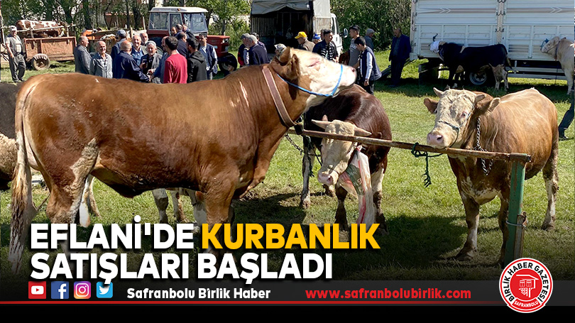 Eflani’de kurbanlık satışları başladı