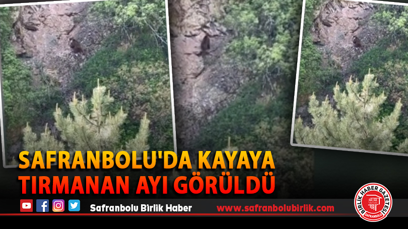 Safranbolu’da kayaya tırmanan ayı görüldü