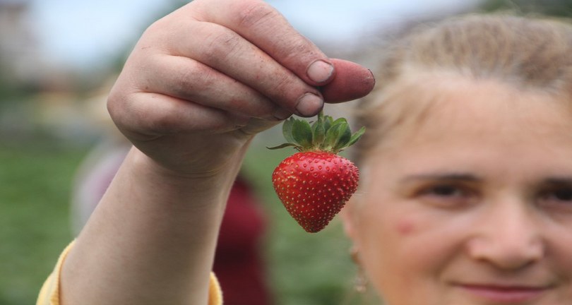 Ek gelir olarak başlandı: Yıllık bin 400 ton rekolte bekleniyor