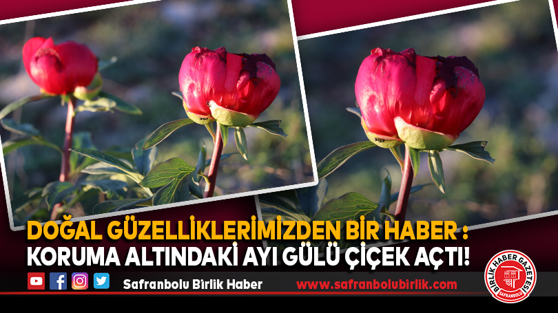 Doğal Güzelliklerimizden Bir Haber Koruma Altındaki Ayı Gülü Çiçek Açtı!