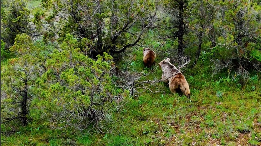 Kış uykusundan uyanan boz ayı Erzincan’daki tabiat parkında yavrusuyla görüntülendi