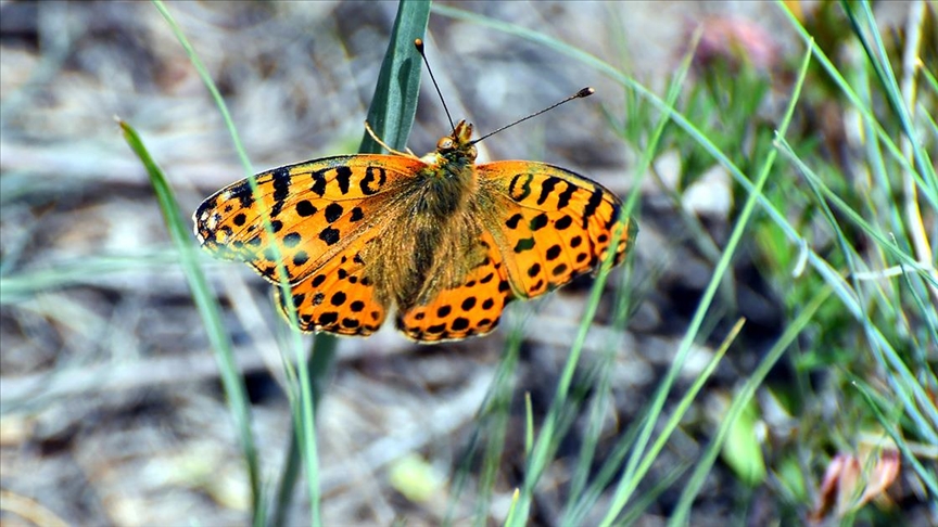Kar örtüsünün kalktığı Keklik Vadisi’nde bahar güzelliği