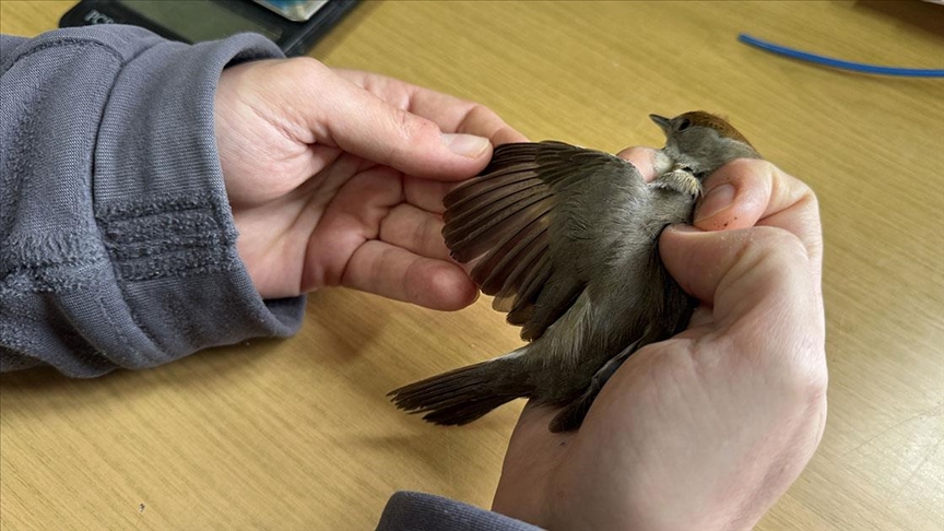 Kızılırmak Deltası’nda 22 yılda 200 binin üzerinde kuş halkalandı