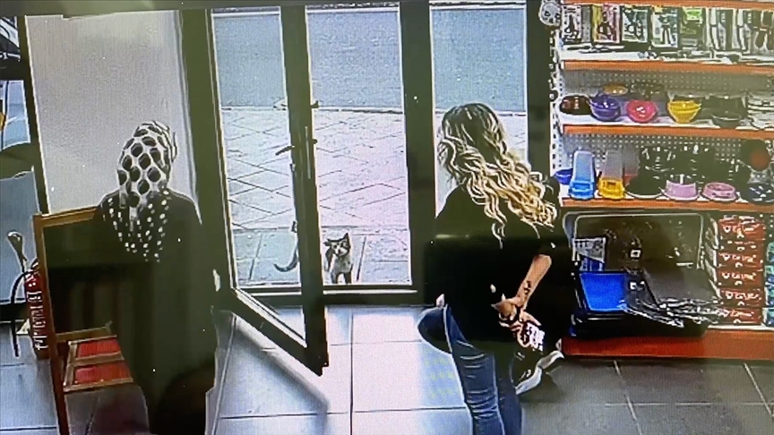 Zonguldak’ta veterinerin kapısına gelen sahipsiz hasta kedi tedaviye alındı