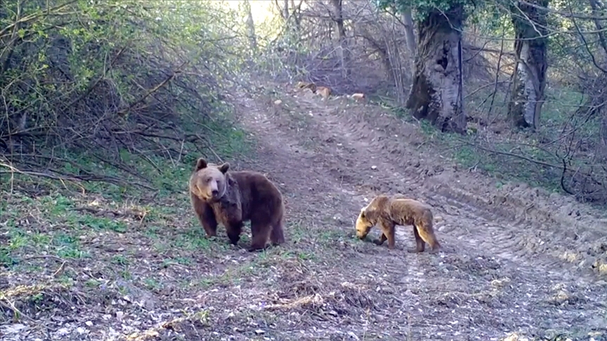 Bursa’da bozayı ve yavrusu fotokapanla görüntülendi